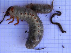 Oryctes nasicornis