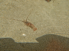 Panulirus gracilis