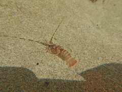 Panulirus gracilis