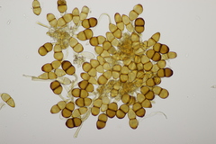 Puccinia phragmitis