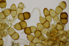 Puccinia phragmitis
