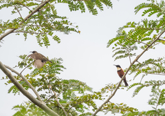 Chalcomitra adelberti