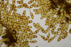 Puccinia phragmitis