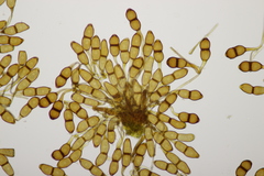 Puccinia phragmitis