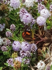 Vanessa gonerilla ida