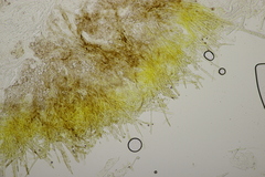 Trichopeziza sulphurea