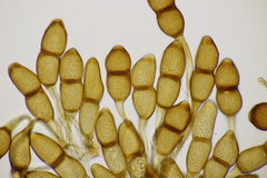 Puccinia phragmitis