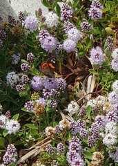 Vanessa gonerilla ida