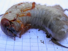 Oryctes nasicornis