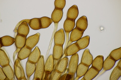 Puccinia phragmitis