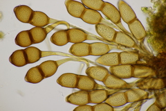 Puccinia phragmitis