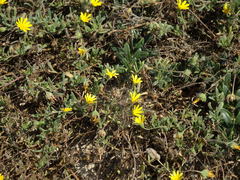 Calendula suffruticosa