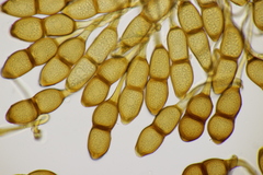 Puccinia phragmitis