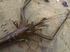Macrobrachium acanthurus