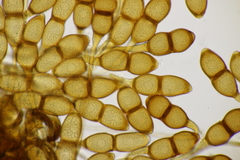 Puccinia phragmitis