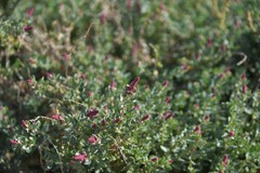 Atriplex glauca