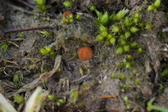 Octospora gyalectoides