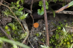 Octospora gyalectoides