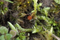 Octospora gyalectoides