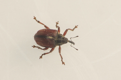 Coeliodes rubicundus