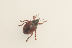 Coeliodes rubicundus