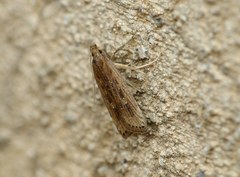 Helcystogramma triannulella