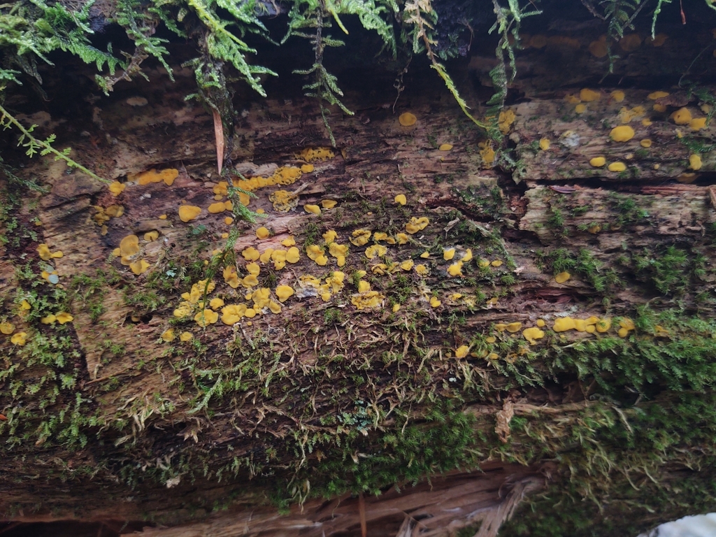 Dacrymyces corticioides