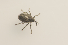 Ceutorhynchus cakilis