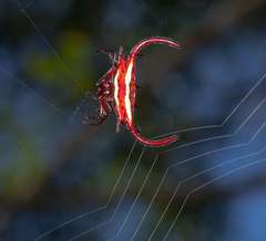Gasteracantha falcicornis