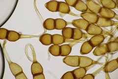 Puccinia phragmitis