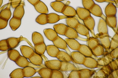 Puccinia phragmitis