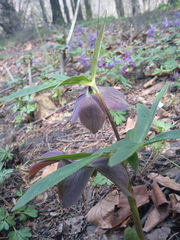 Helleborus purpurascens
