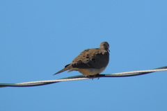 Zenaida macroura image