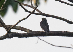 Psalidoprocne nitens