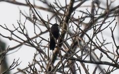 Psalidoprocne nitens