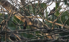 Psalidoprocne nitens