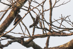 Psalidoprocne nitens