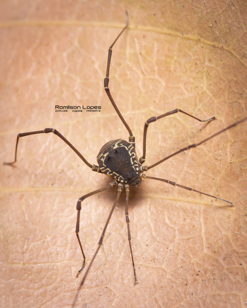 daddy longlegs