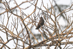 Psalidoprocne nitens