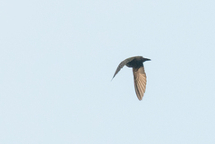 Psalidoprocne nitens