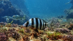 Diplodus hottentotus