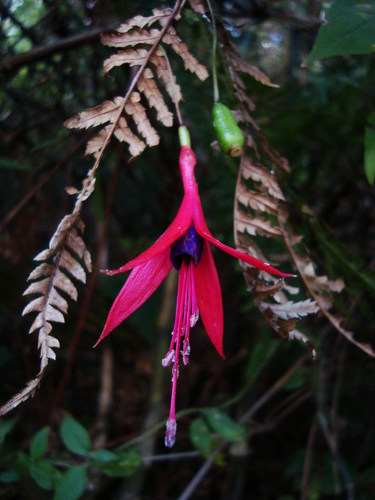 Fuchsia regia