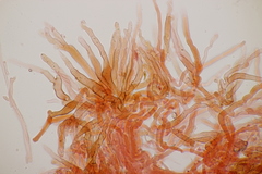 Flammulina elastica