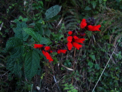 Salvia melissiflora