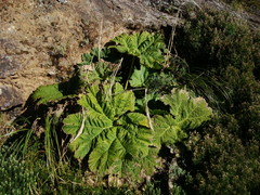 Gunnera manicata