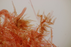 Flammulina elastica