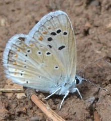 Polyommatus nivescens