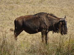 Connochaetes taurinus