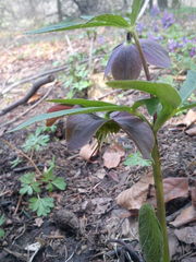 Helleborus purpurascens