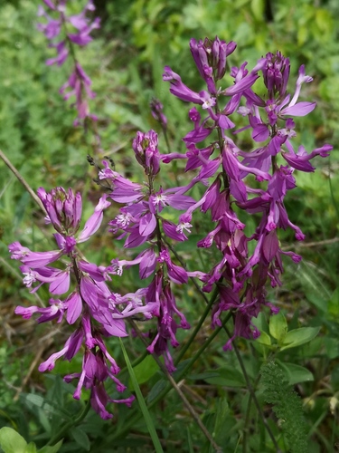 horčinka väčšia (Polygala major)